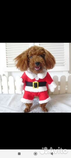 Костюм Санты для маленькой собачки