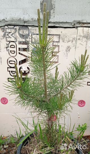 Саженцы кедр, сосна