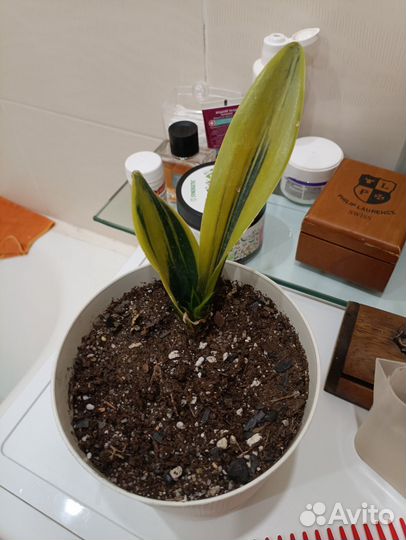 Сансевиерия голден флейм