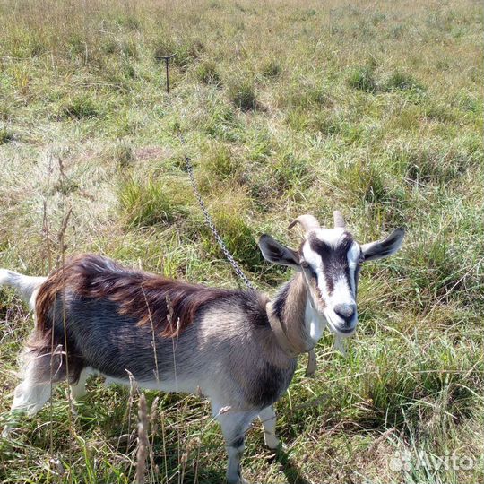 Коза, Козел