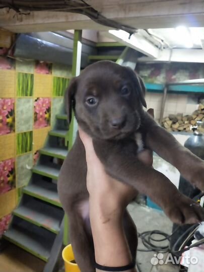 Метис лабрадора