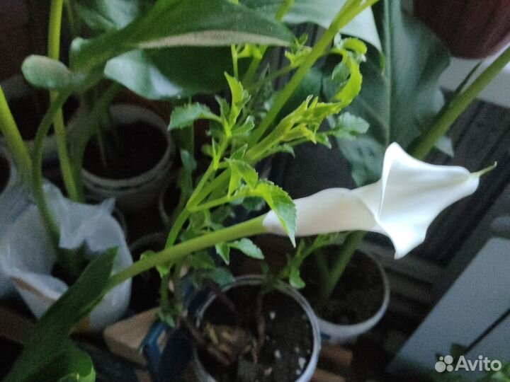 Цветы каллы