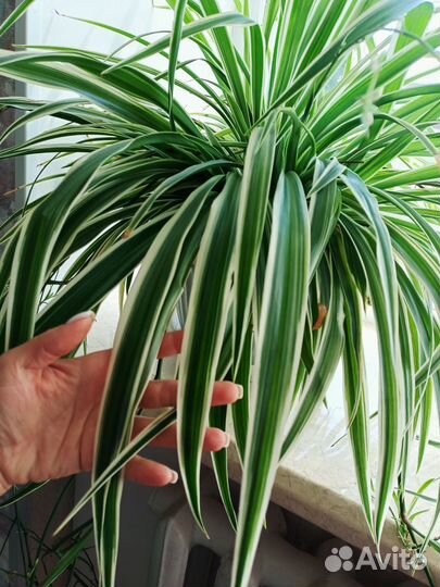 Цветы интерьерные, комнатные