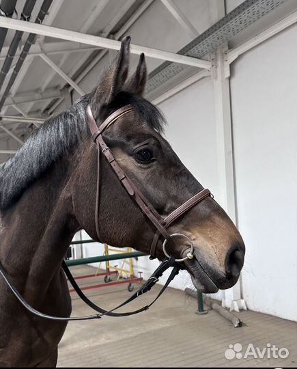 Конная амуниция, уздечка, вальтрап, путлища