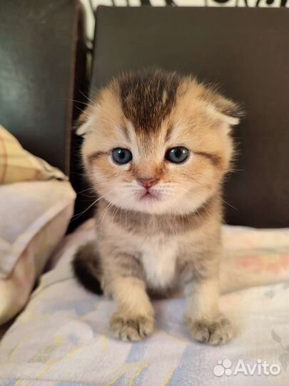 Шотландская золотая шиншилла вязка