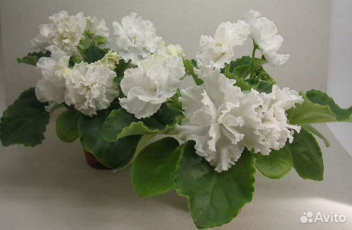 Фиалка Свадебный букет (детки)