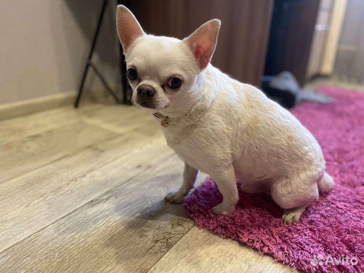 Вязка чихуахуа мальчик