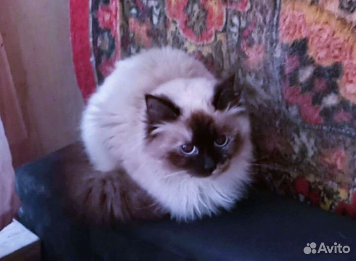 Невские Маскарадные кошки