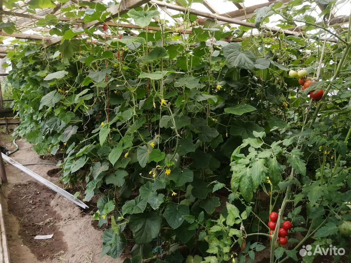 Огурцы свежие, с деревни,кабачки, набор для засола