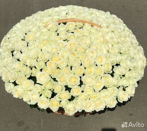 Розы Доставка цветов 35 51 101 роза Цветы