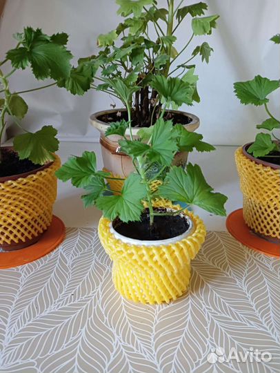 Герань королевская