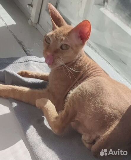 Донской сфинкс браш