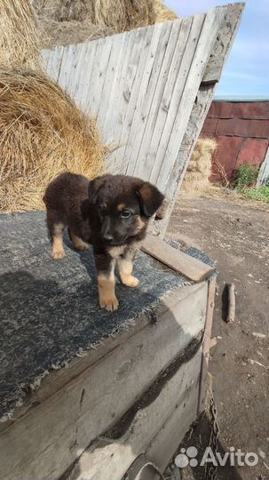 Щенок помесь