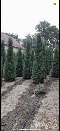 Озеленение, туи и деревья любых видов и размеров