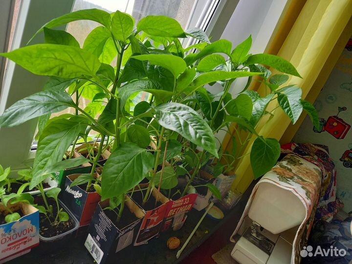 Рассада помидор,перцев,петуньи