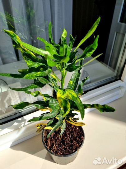 Кротон Пигтейл