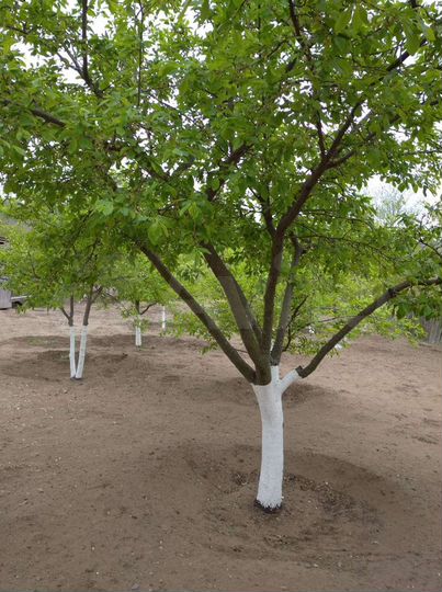 Участок 6 сот. (ИЖС)