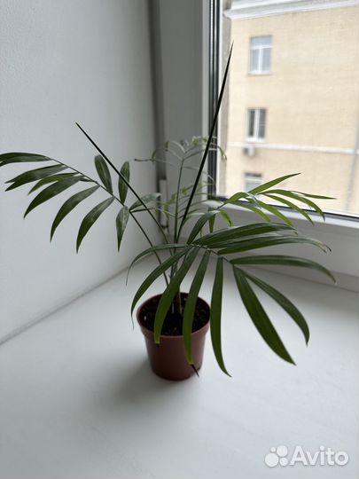 Хамедорея изящная