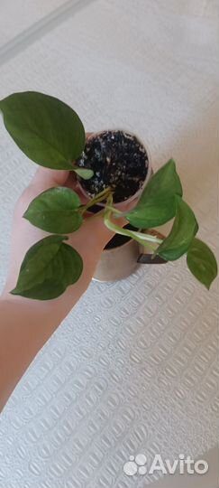 Сциндапсус глобал грин