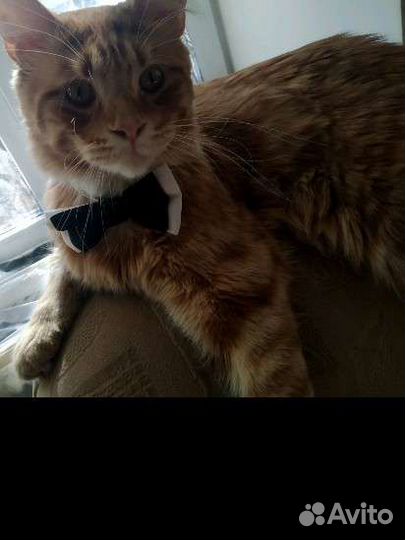 Мейн-кун вязка