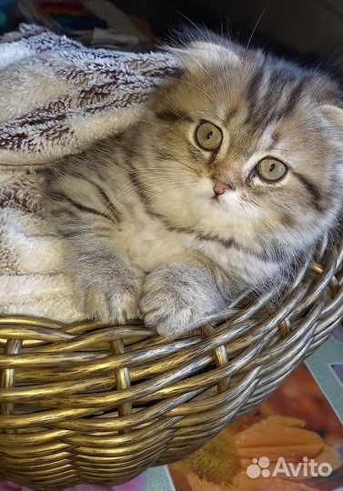 Милые пушистики