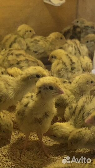 Манжурские перепела, золотистый феникс, фараон