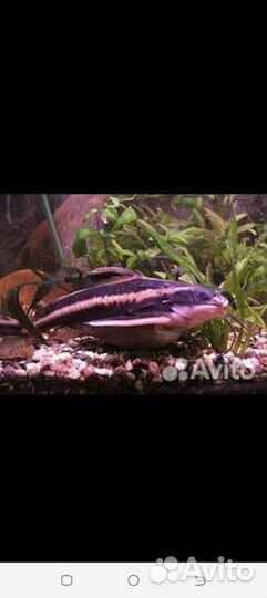 Платидорас жирненький)