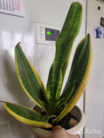 Сансевиерия