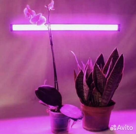 Фитолампа для растений