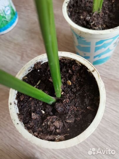 Спатифиллум