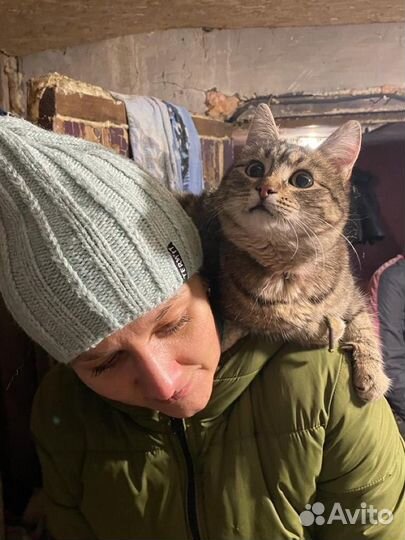 Кошка в добрые руки