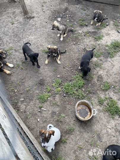 Собака в добрые руки