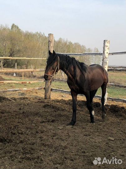 Жеребец- орловский рысак