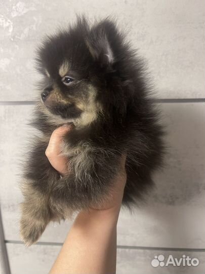 Щенки шпица мини