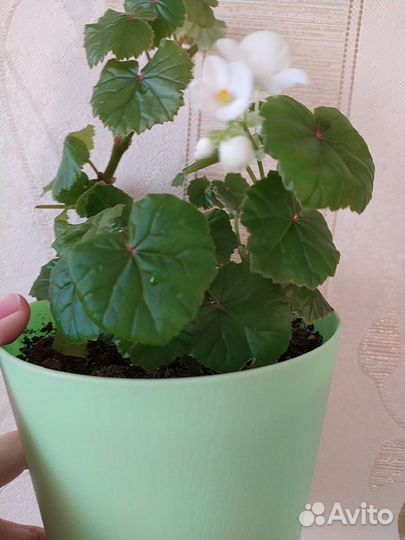 Бегония Глуар деЛоррен белая