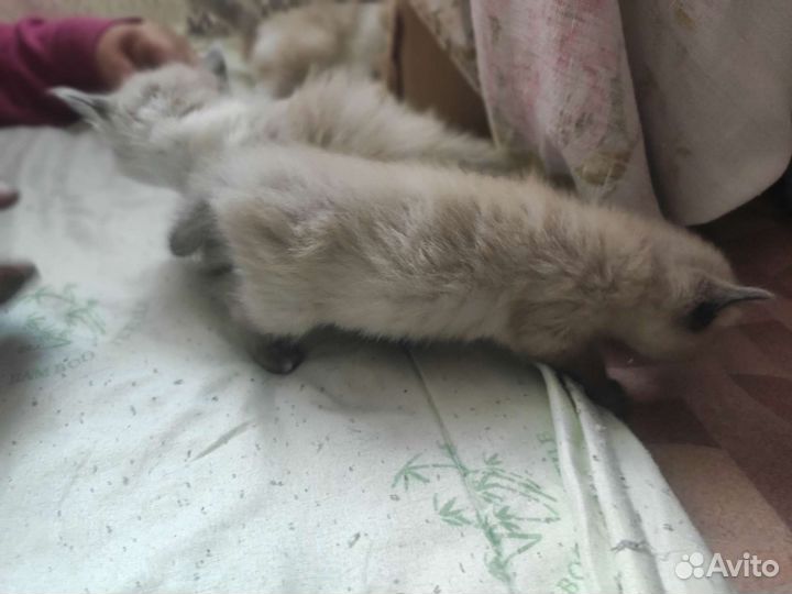 Котята девочки бесплатно