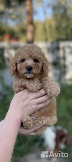 Той пудель миниатюрный