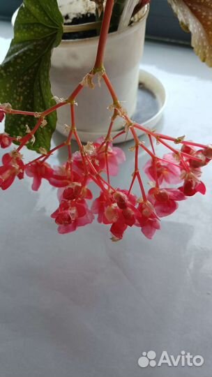 Бегония Королевская пятнистая или крапчатая