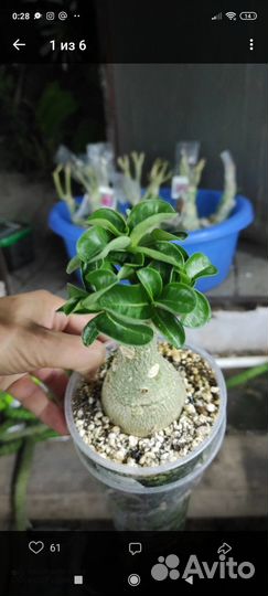 Адениум mini Mira, mini White Bird3