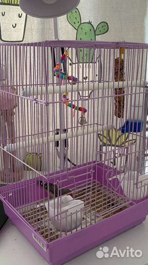 Амадин с клеткой