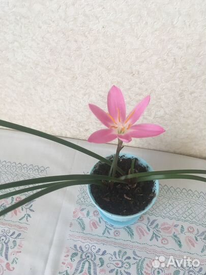 Зиферантес,выскочка,розовая