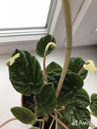 Пеперомия лилиан