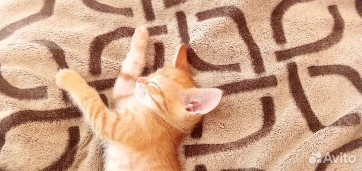 Кошки бесплатно