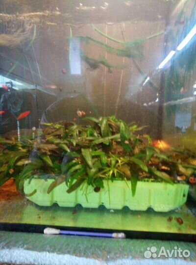 Рыбки и растения