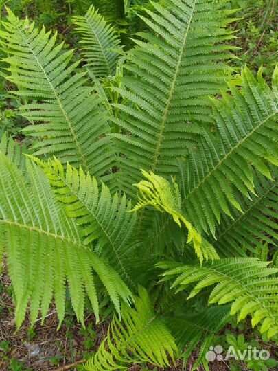 Папоротник ландшафтный дизайн