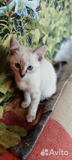 Предлагаю котят