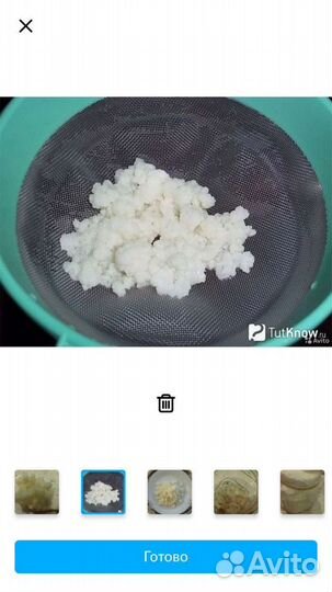 Кефирный грибок