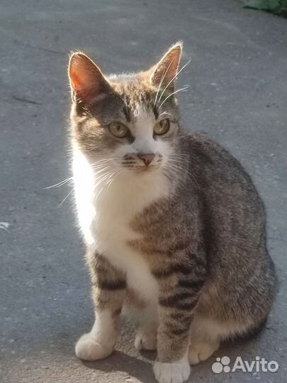 Кошка