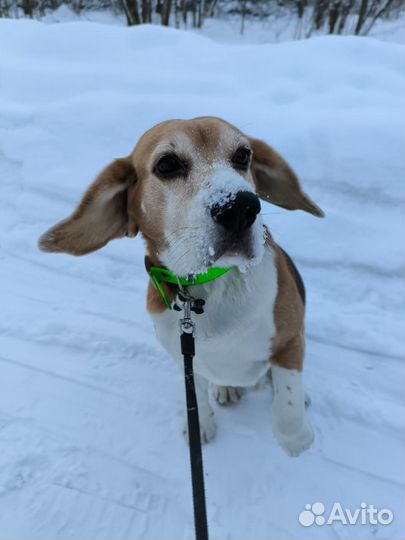 Вязка кобель бигль