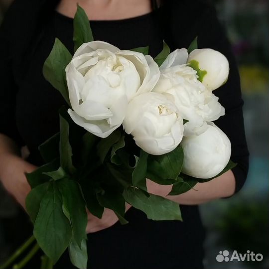 Цветы пионы